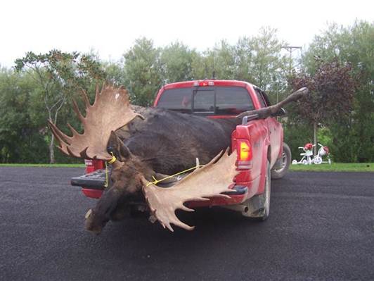 Name:  moose .1.jpg
Views: 836
Size:  29.6 KB