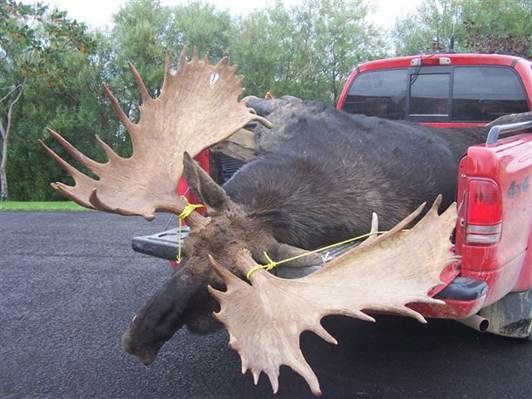 Name:  moose.2.jpg
Views: 957
Size:  37.7 KB
