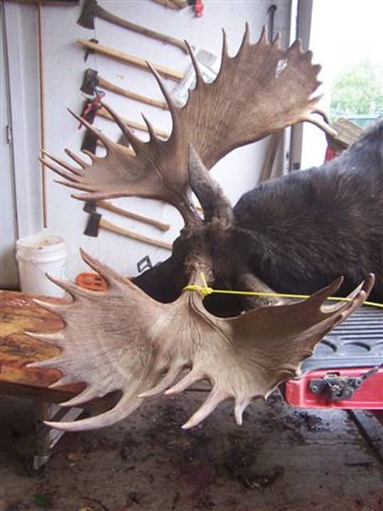 Name:  moose.3.jpg
Views: 674
Size:  49.7 KB