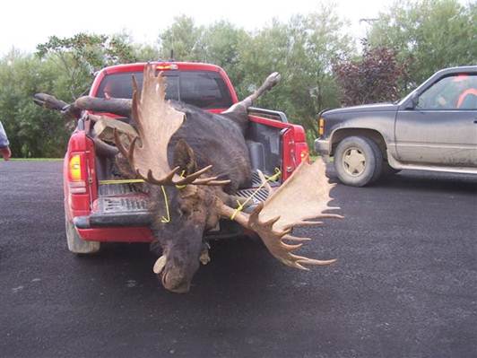 Name:  moose.5.jpg
Views: 700
Size:  32.8 KB
