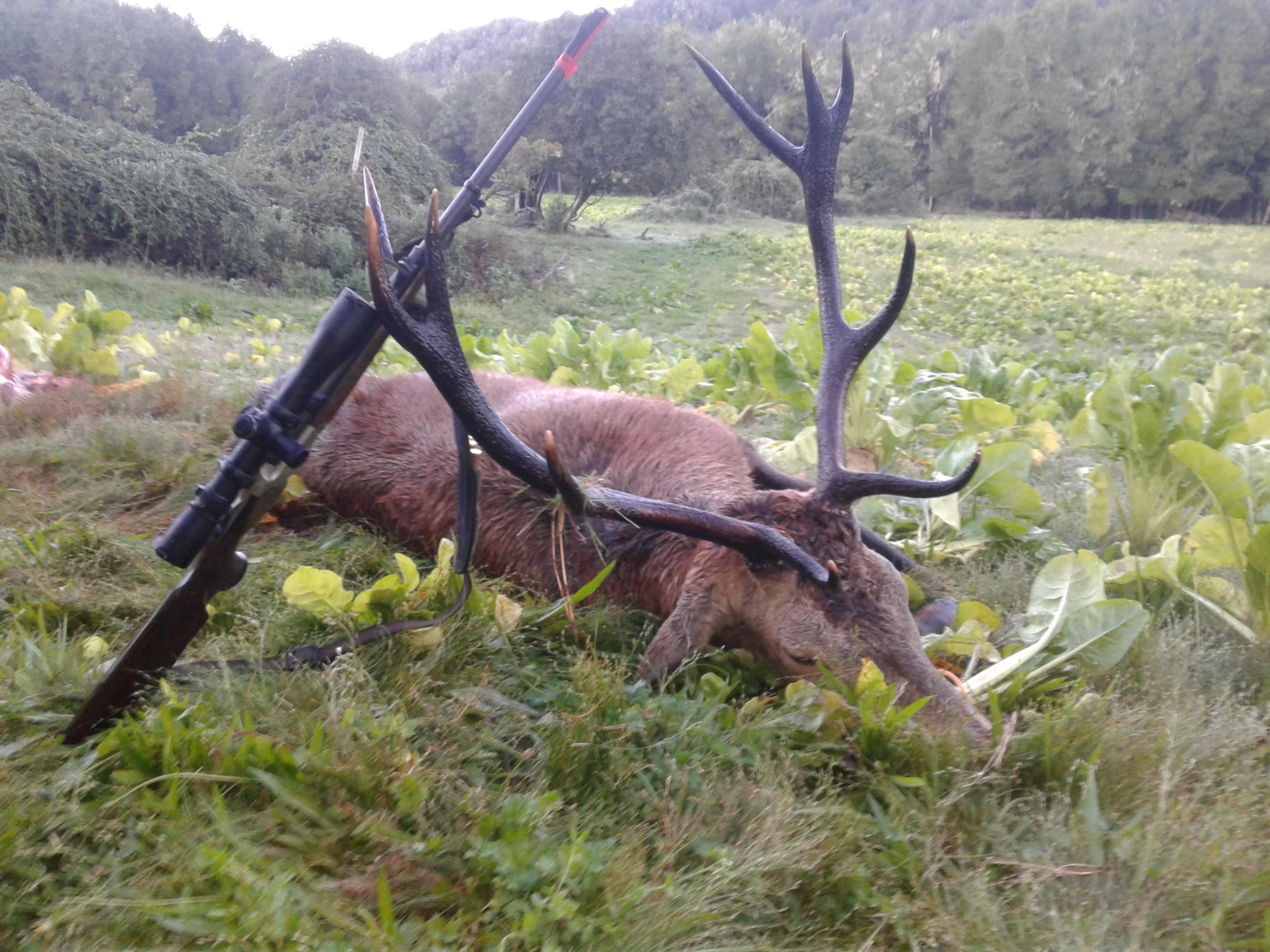 Name:  Waipuna 10 point stag .jpg
Views: 327
Size:  566.2 KB
