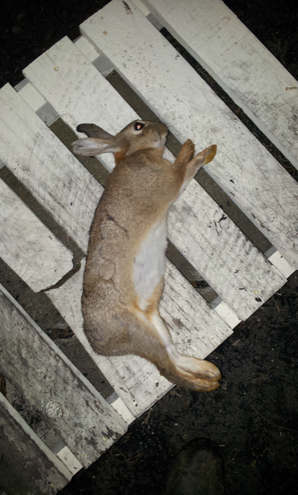 Name:  20130216_020535.jpg
Views: 460
Size:  738.5 KB