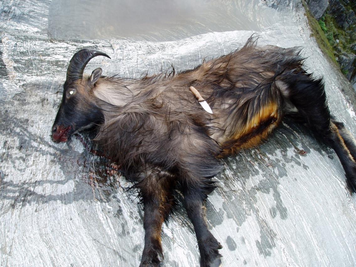 Name:  Karangarua bull .jpg
Views: 1416
Size:  187.2 KB