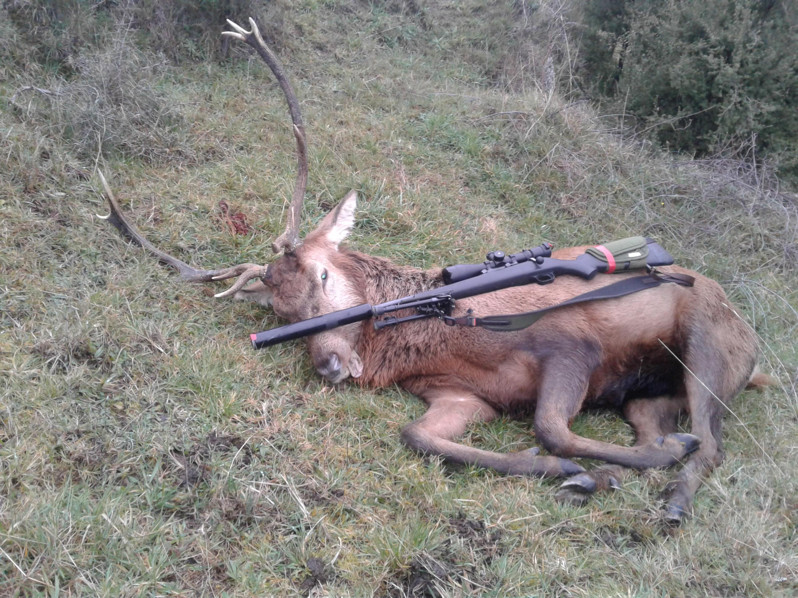 Name:  todays stag.jpg
Views: 561
Size:  794.2 KB