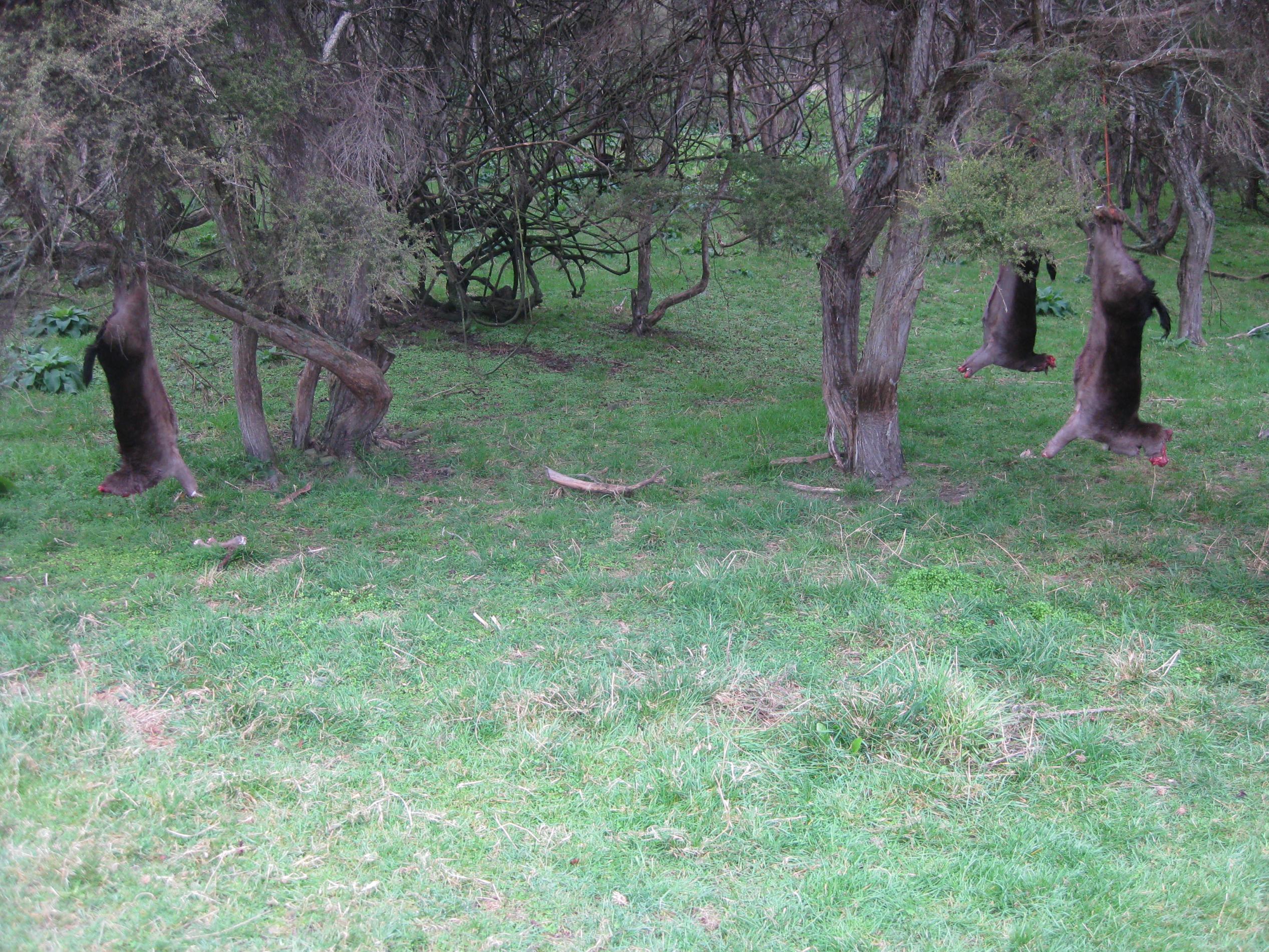 Name:  IMG_7395.jpg
Views: 445
Size:  1.03 MB