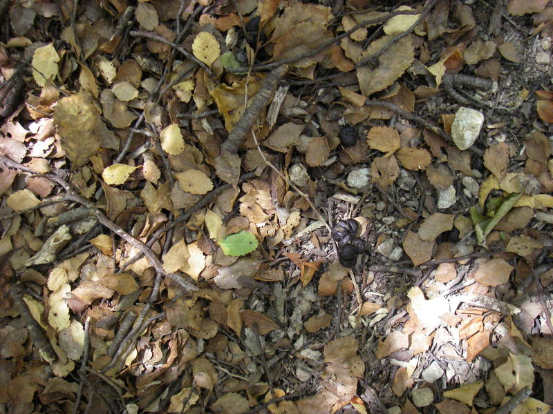 Name:  IMGP0148.jpg
Views: 1514
Size:  180.8 KB