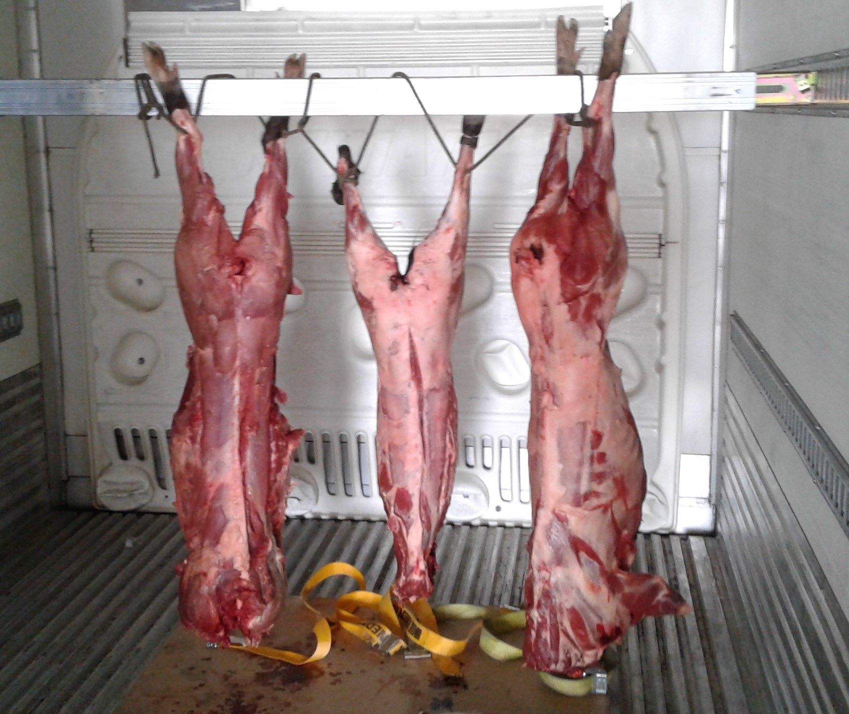 Name:  Pigs .jpg
Views: 428
Size:  424.9 KB