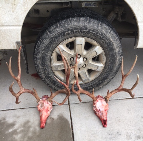 Name:  2017 Deer.jpg
Views: 576
Size:  98.4 KB