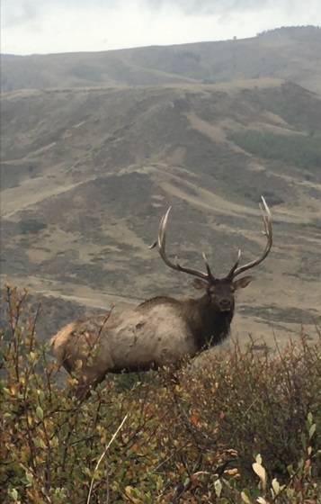 Name:  Casper Elk.jpg
Views: 447
Size:  69.7 KB