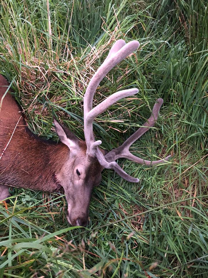 Name:  Nov17Stag.jpg
Views: 838
Size:  184.3 KB