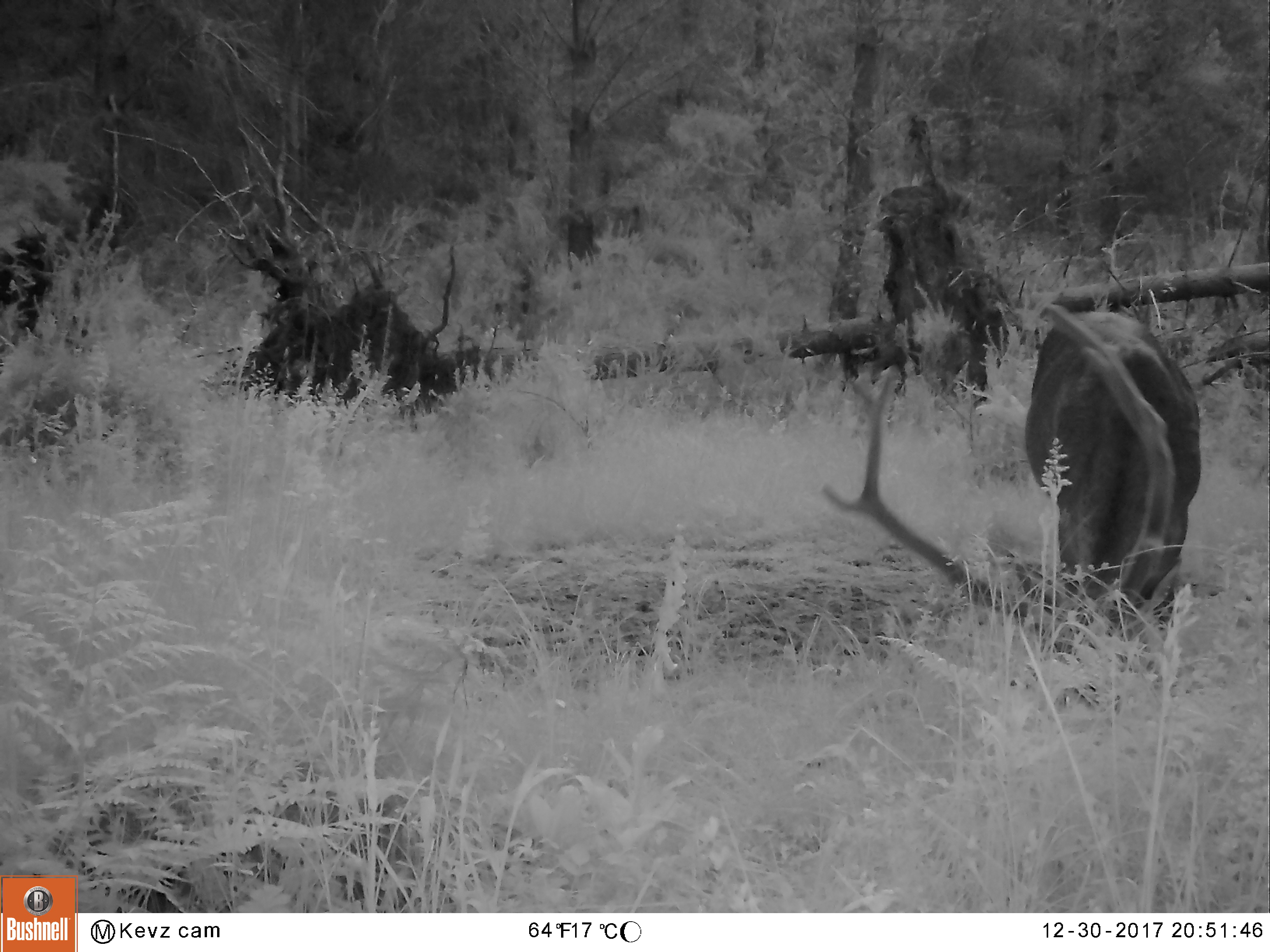 Name:  Big 10 pointer Dec 2017.JPG
Views: 4981
Size:  1.68 MB