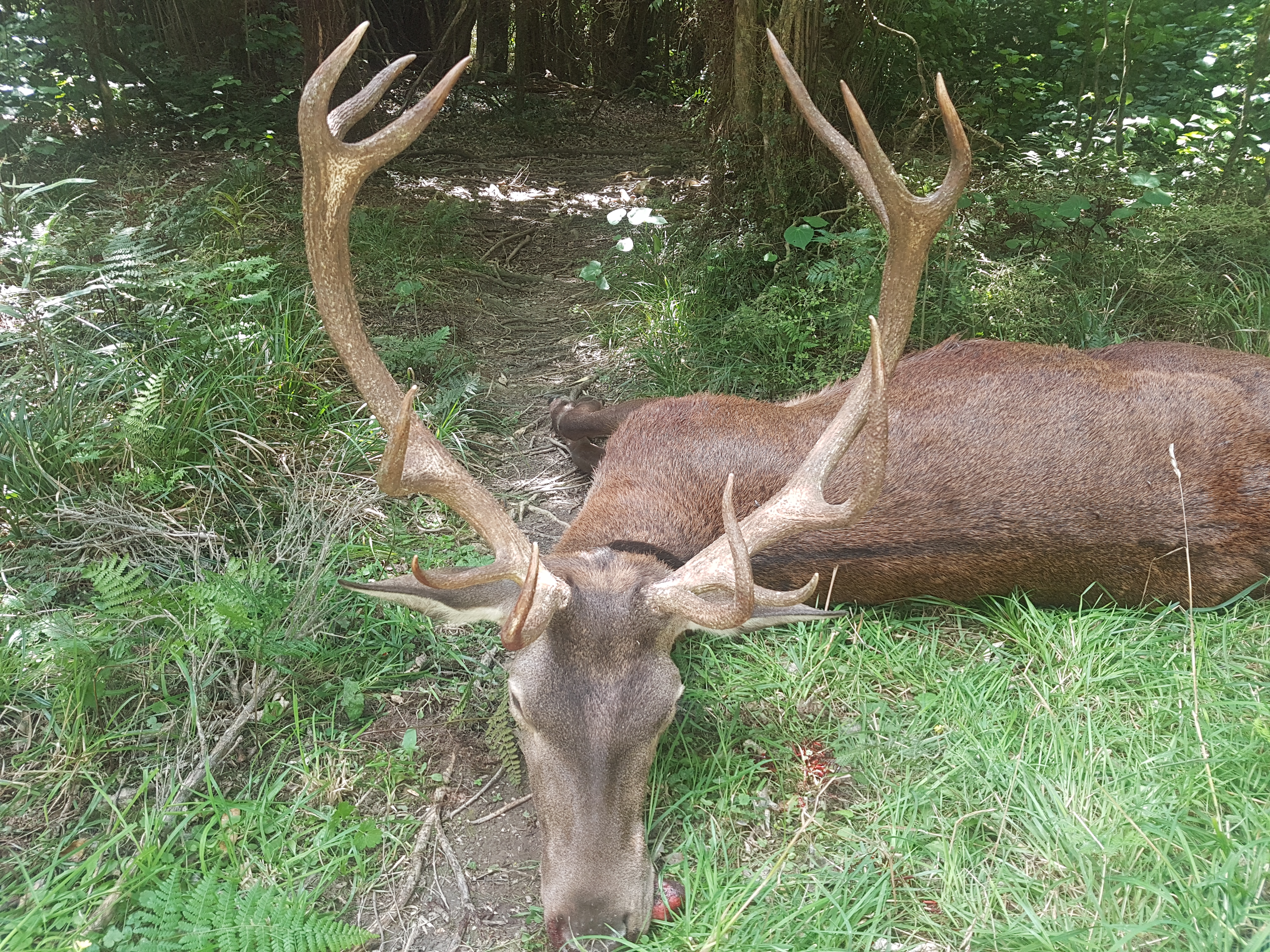 Name:  stag.jpg
Views: 1768
Size:  7.79 MB