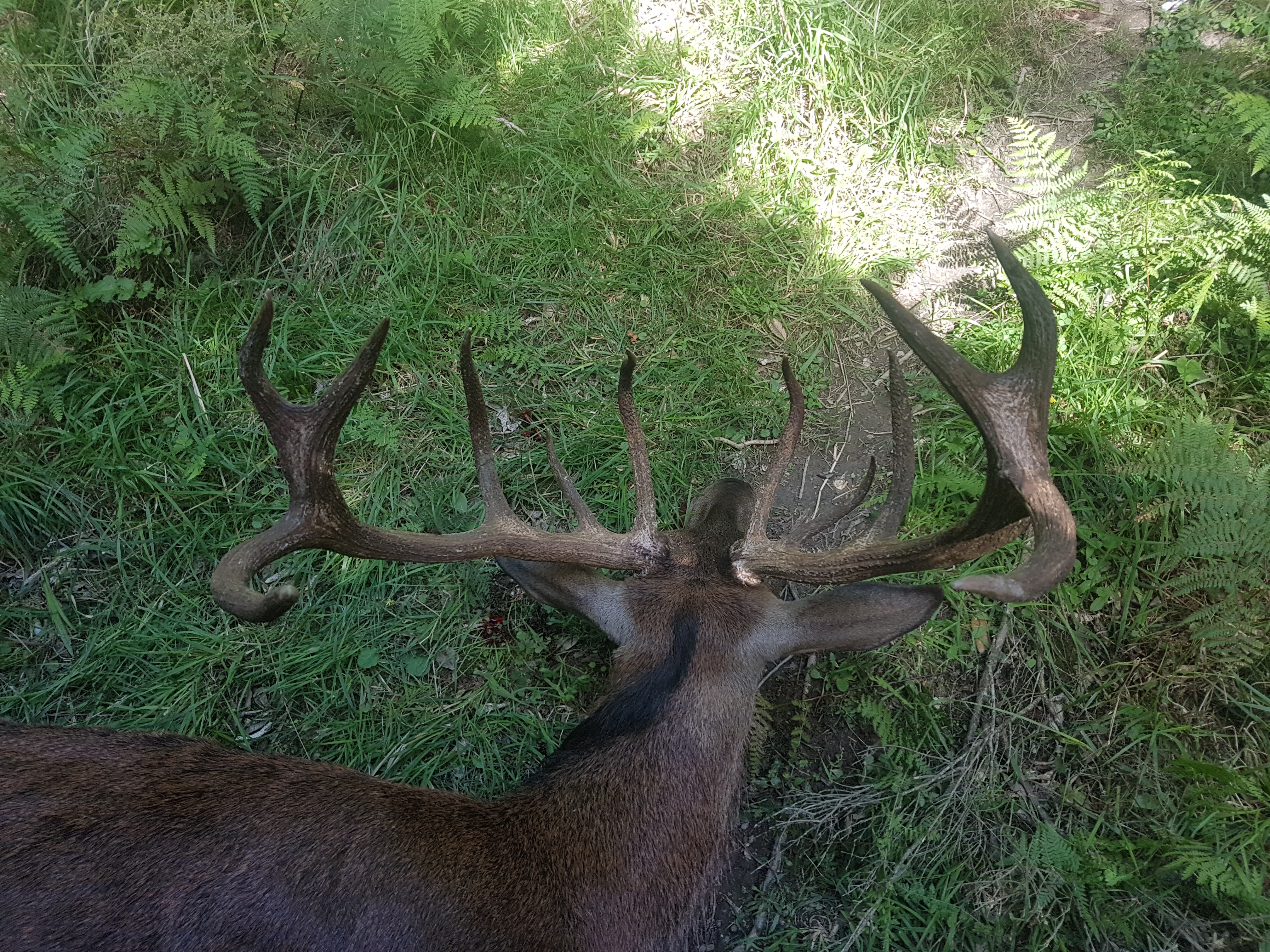 Name:  stag1.jpg
Views: 1547
Size:  6.84 MB