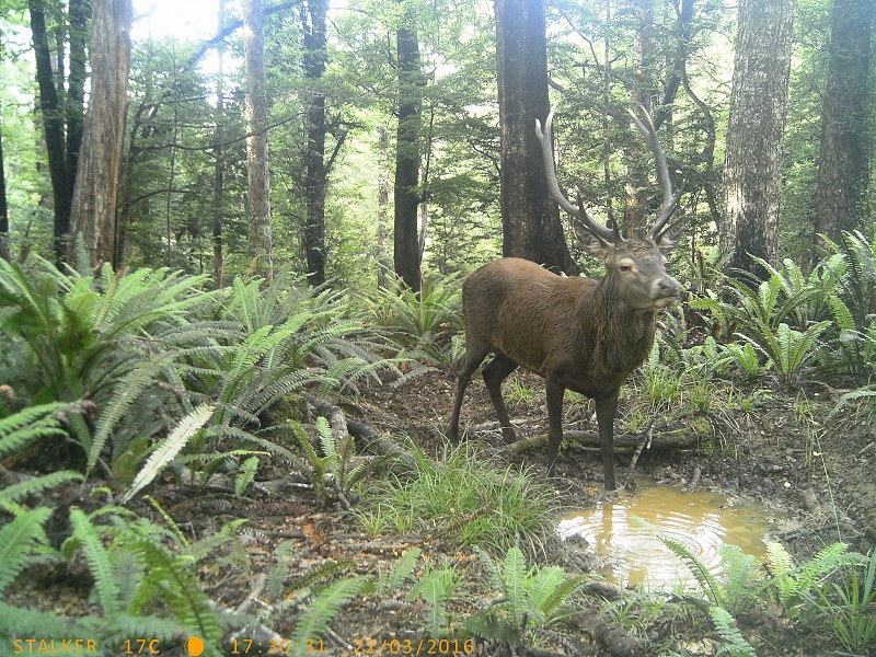 Name:  Gam cam, 003.JPG
Views: 368
Size:  374.4 KB