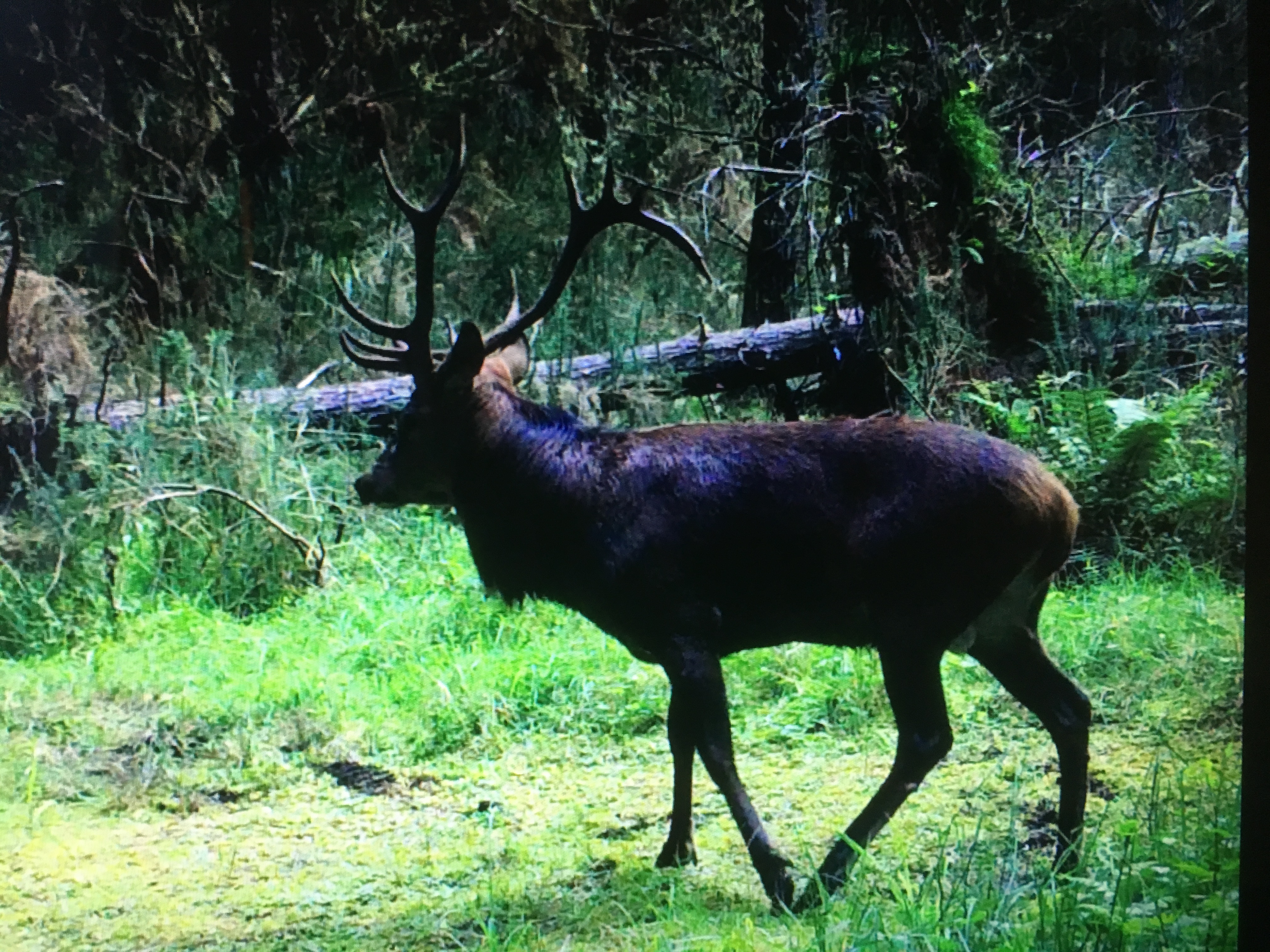 Name:  15 pointer 2018.JPG
Views: 379
Size:  3.65 MB