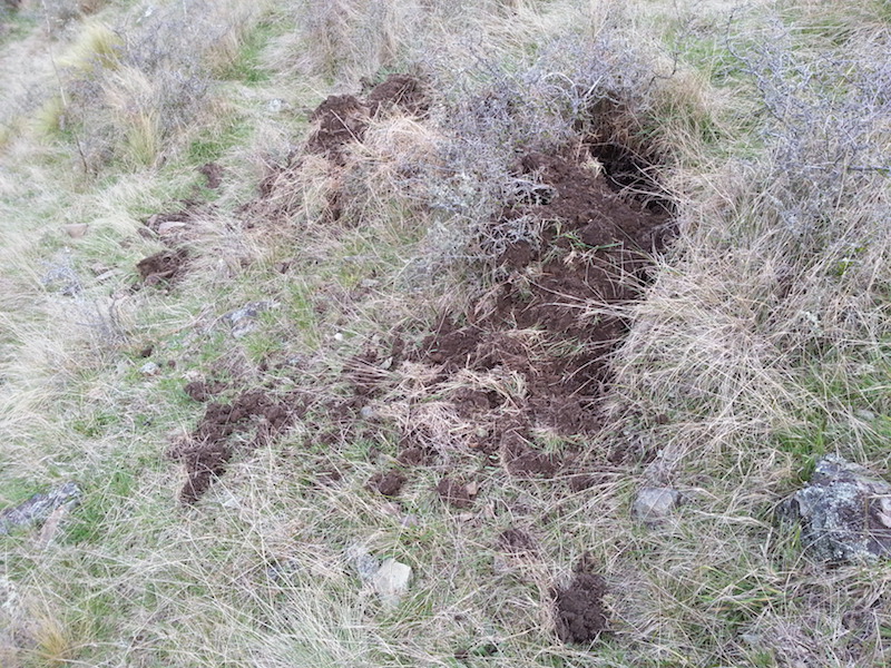 Name:  Kaiwarua pig rooting 2 copy.jpg
Views: 437
Size:  280.9 KB
