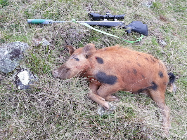 Name:  Kaiwarua ginger pig 1 copy.jpg
Views: 378
Size:  217.2 KB