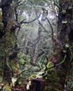 Name:  Stage Tree.jpg
Views: 568
Size:  5.8 KB