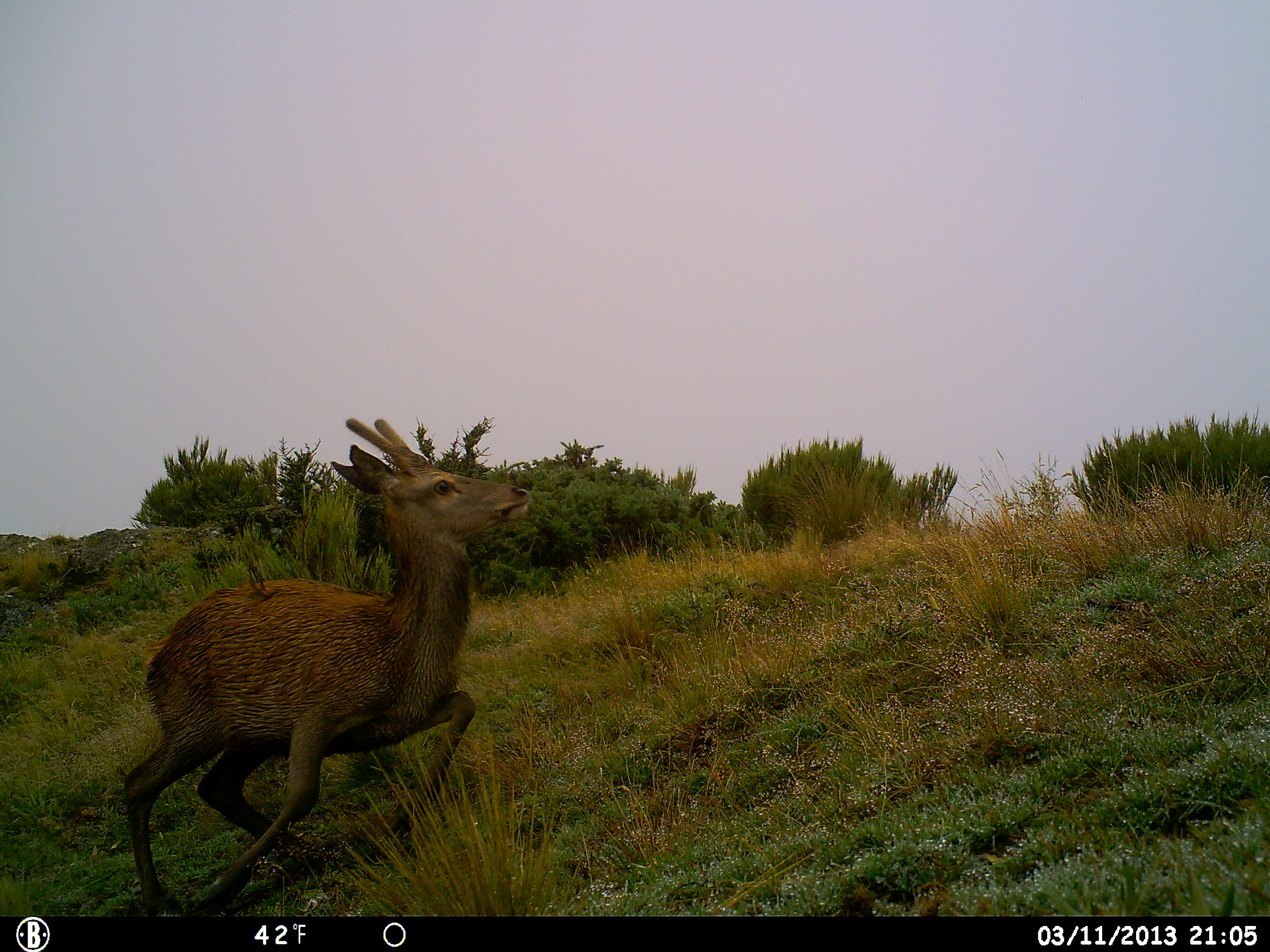 Name:  HUNT0752.JPG
Views: 562
Size:  906.9 KB