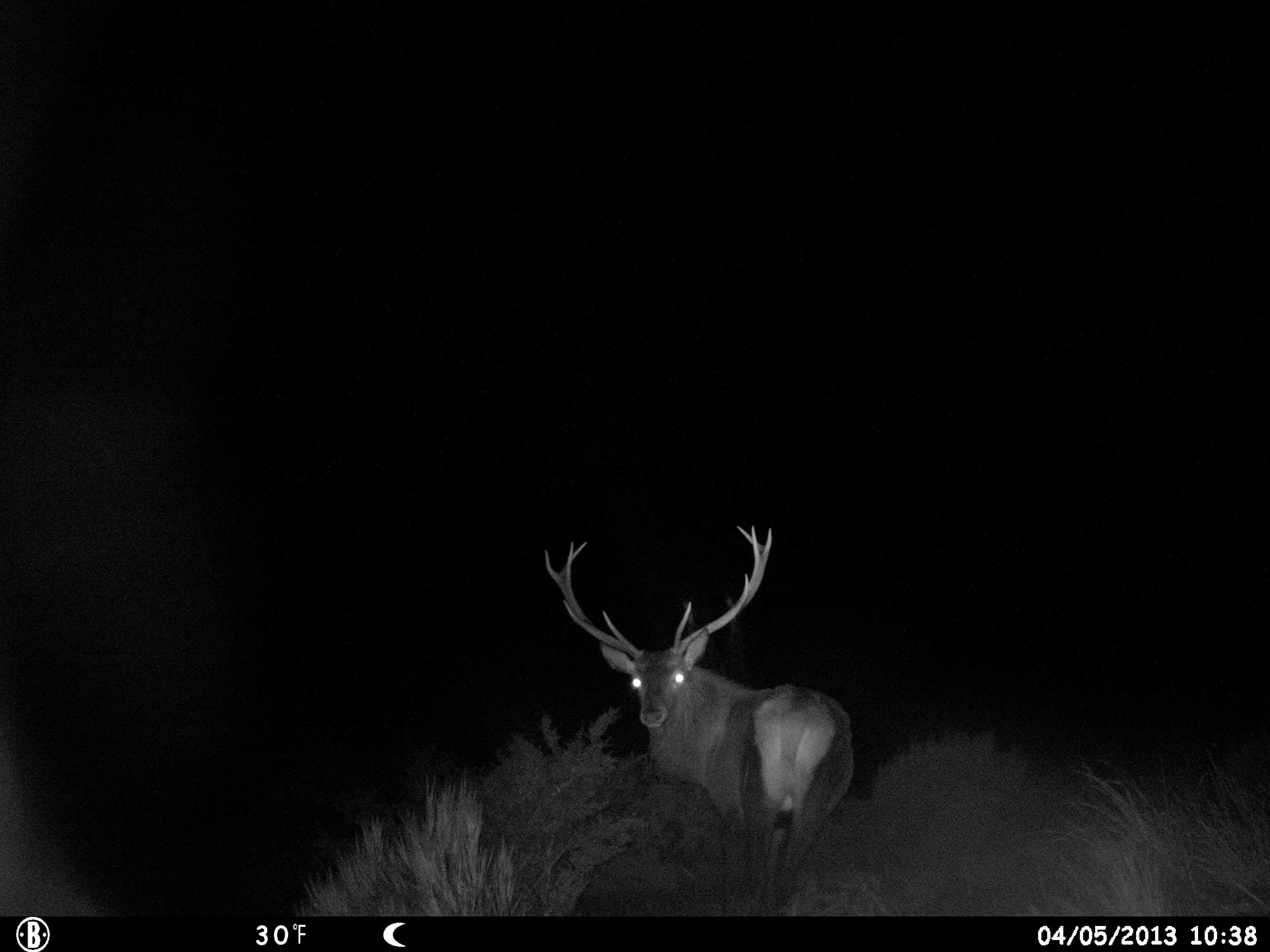 Name:  HUNT1192.JPG
Views: 524
Size:  878.6 KB