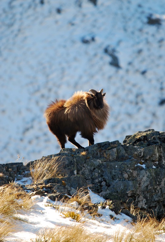 Name:  Bull tahr.jpg
Views: 2667
Size:  178.8 KB