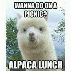 Name:  a065853d1b3c6cefd86902f10d5612cb--animal-puns-animal-humor.jpg
Views: 288
Size:  13.3 KB