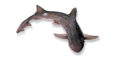 Name:  seafoodNZ_images_sfp_rig.jpg
Views: 345
Size:  10.7 KB
