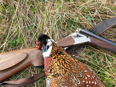 Name:  96K Rooster-400.jpg
Views: 574
Size:  35.7 KB