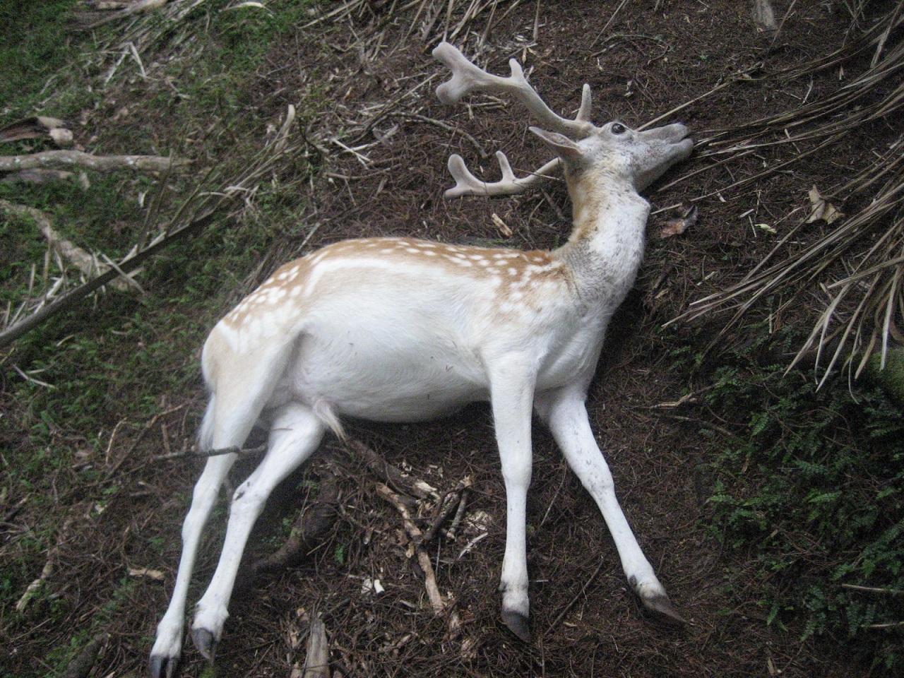 Name:  Fallow stag.JPG
Views: 769
Size:  592.7 KB