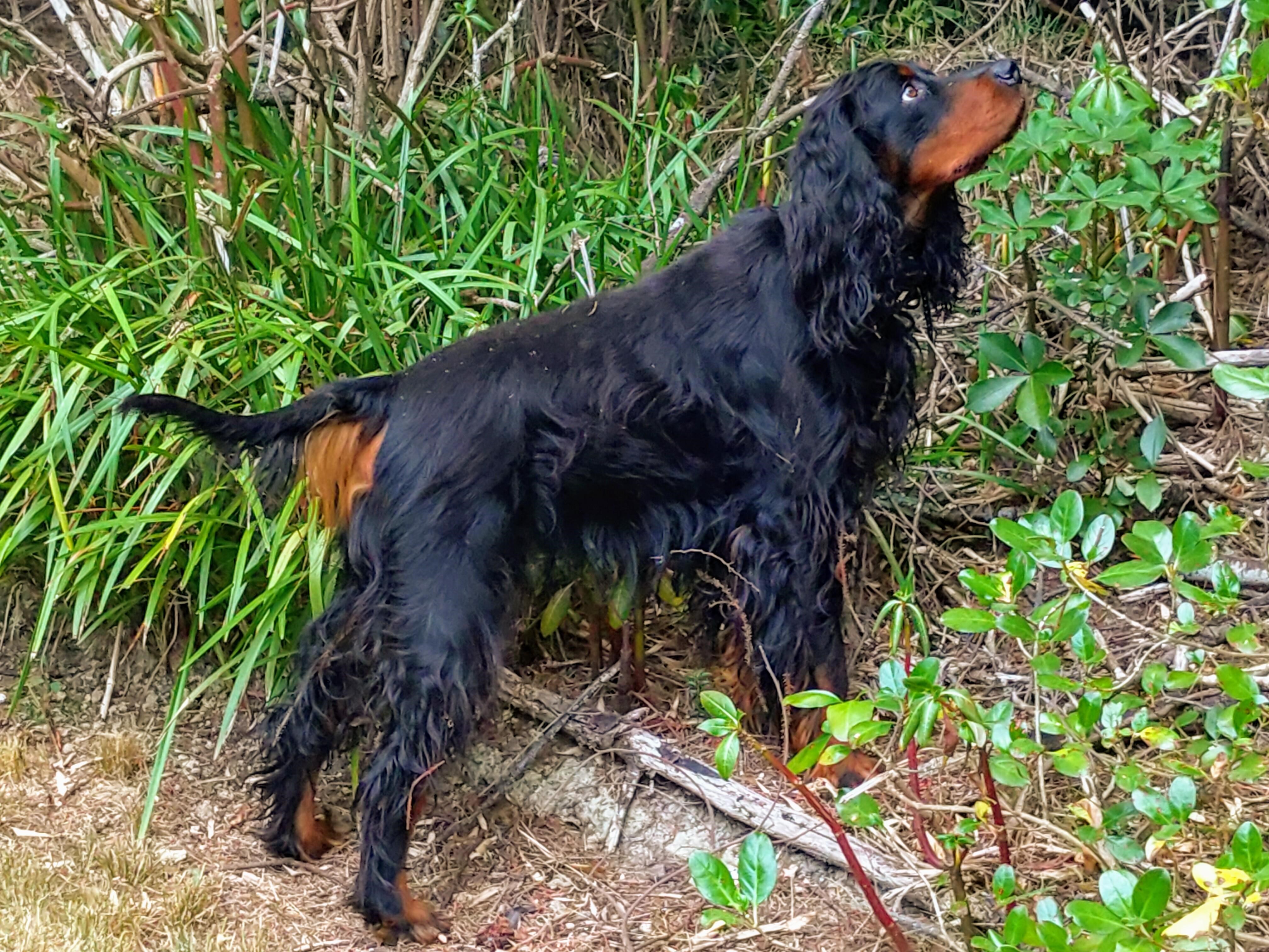 Name:  Archie 1.jpg
Views: 806
Size:  2.08 MB