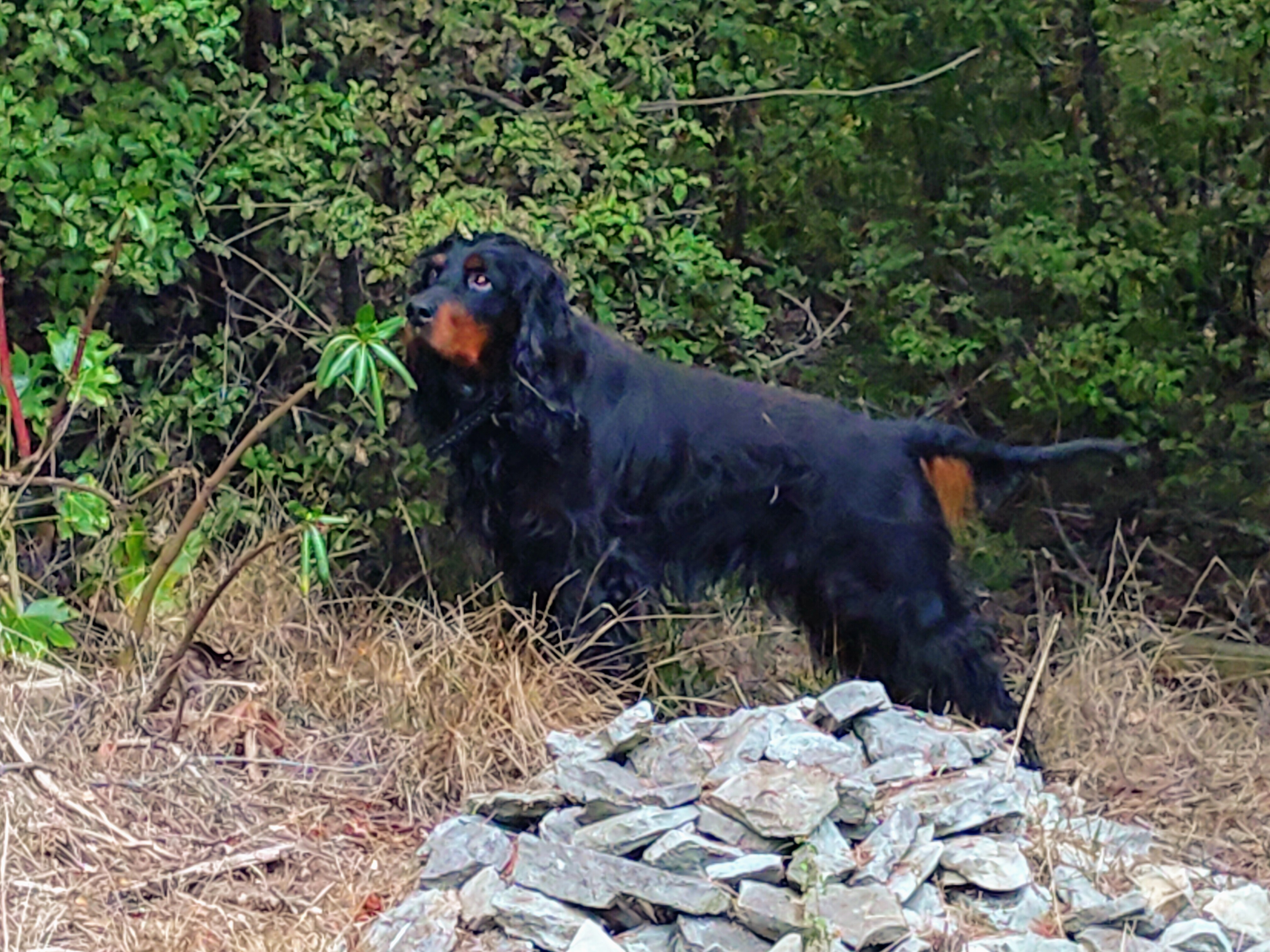 Name:  Archie 2.jpg
Views: 851
Size:  2.00 MB