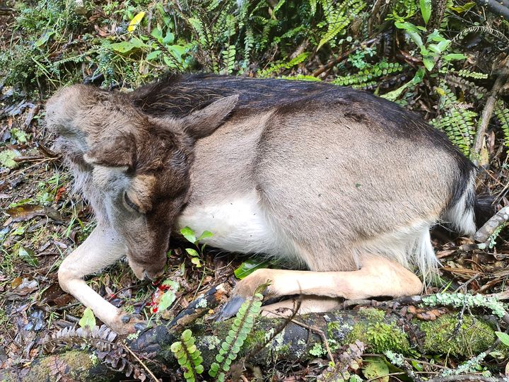 Name:  fallow deer.jpg
Views: 1422
Size:  147.0 KB