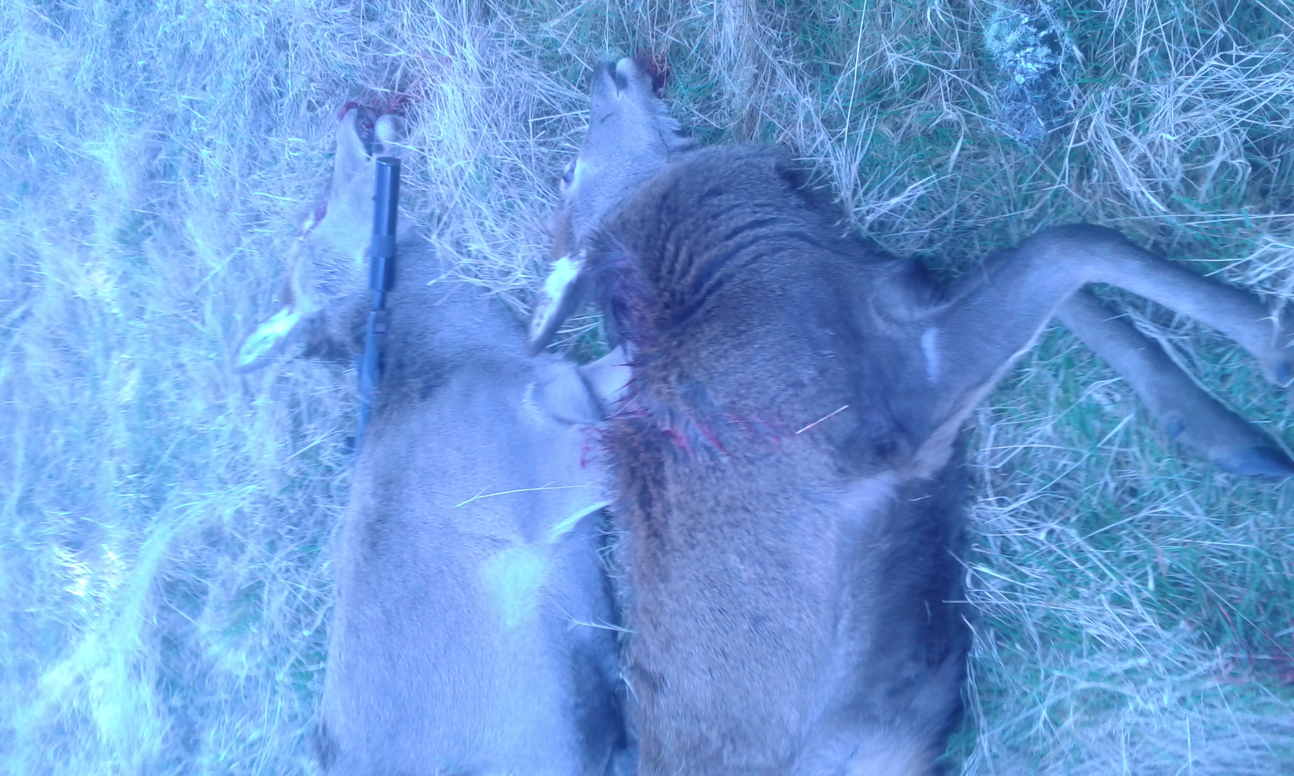 Name:  308 deer .jpg
Views: 340
Size:  1.65 MB