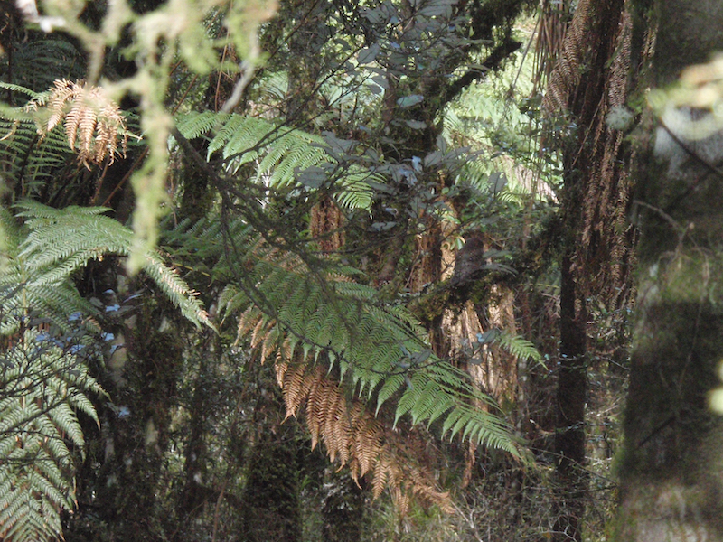 Name:  Kaimasi bush ferns 800.jpeg
Views: 198
Size:  821.3 KB