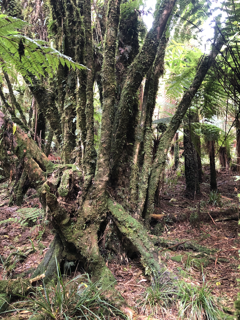 Name:  Old Mahoe 800.jpeg
Views: 243
Size:  1.70 MB