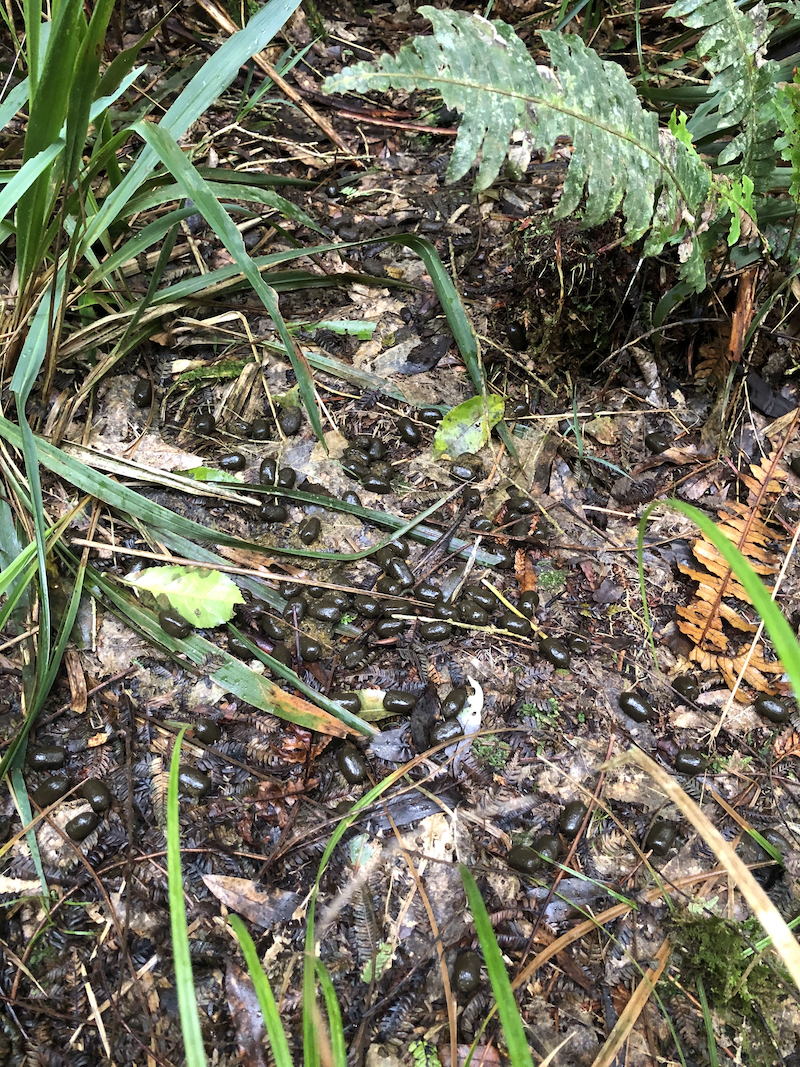 Name:  Red Deer Droppings Kaimai 800.jpeg
Views: 204
Size:  1.62 MB