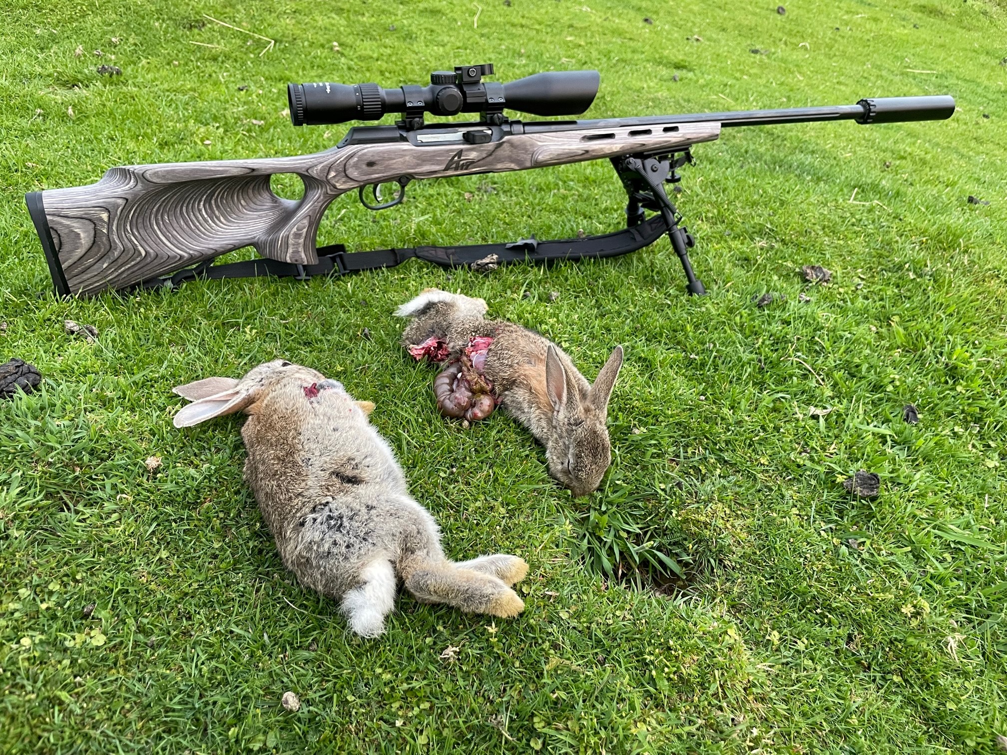 Name:  .17HMR.jpg
Views: 248
Size:  1.41 MB