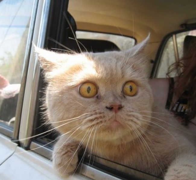 Name:  catincar.jpg
Views: 720
Size:  48.9 KB