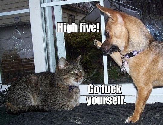 Name:  funny-high-five-dog-cat.jpg
Views: 2264
Size:  74.3 KB