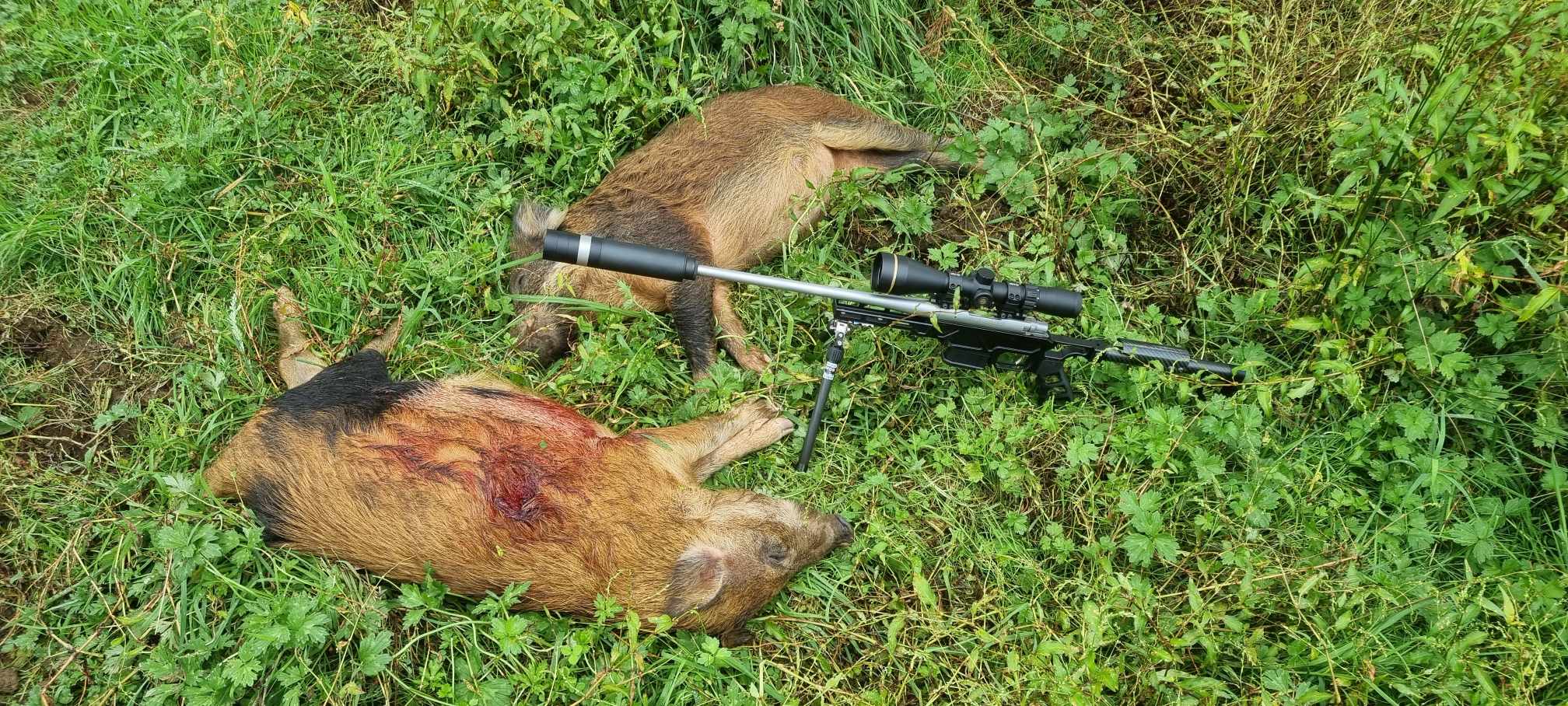 Name:  pigs.jpg
Views: 942
Size:  428.0 KB