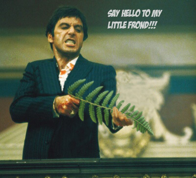 Name:  Scarface - Say Hello to My Little Frond.jpg
Views: 792
Size:  46.1 KB