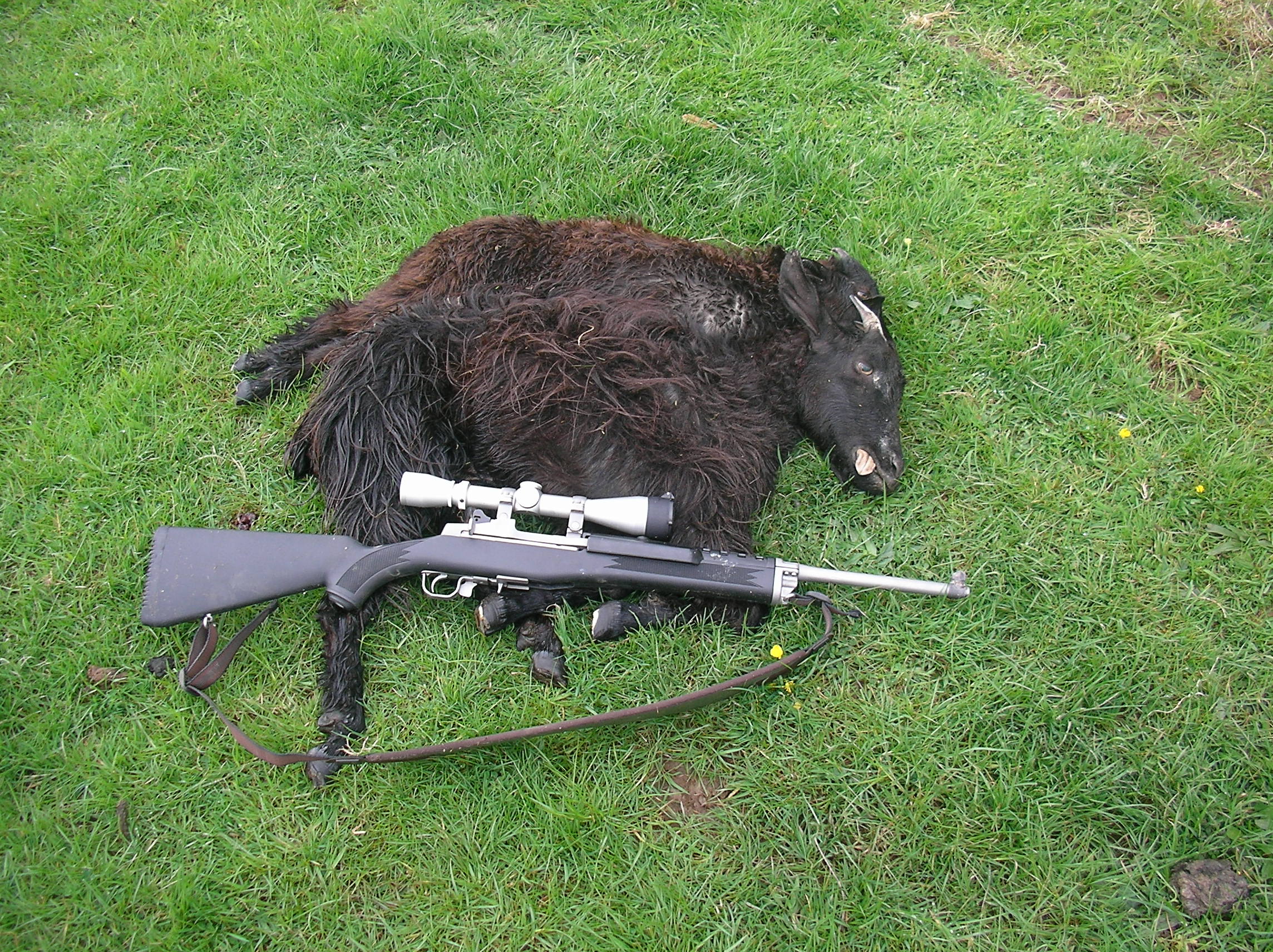 Name:  mini14goat.JPG
Views: 289
Size:  1.05 MB