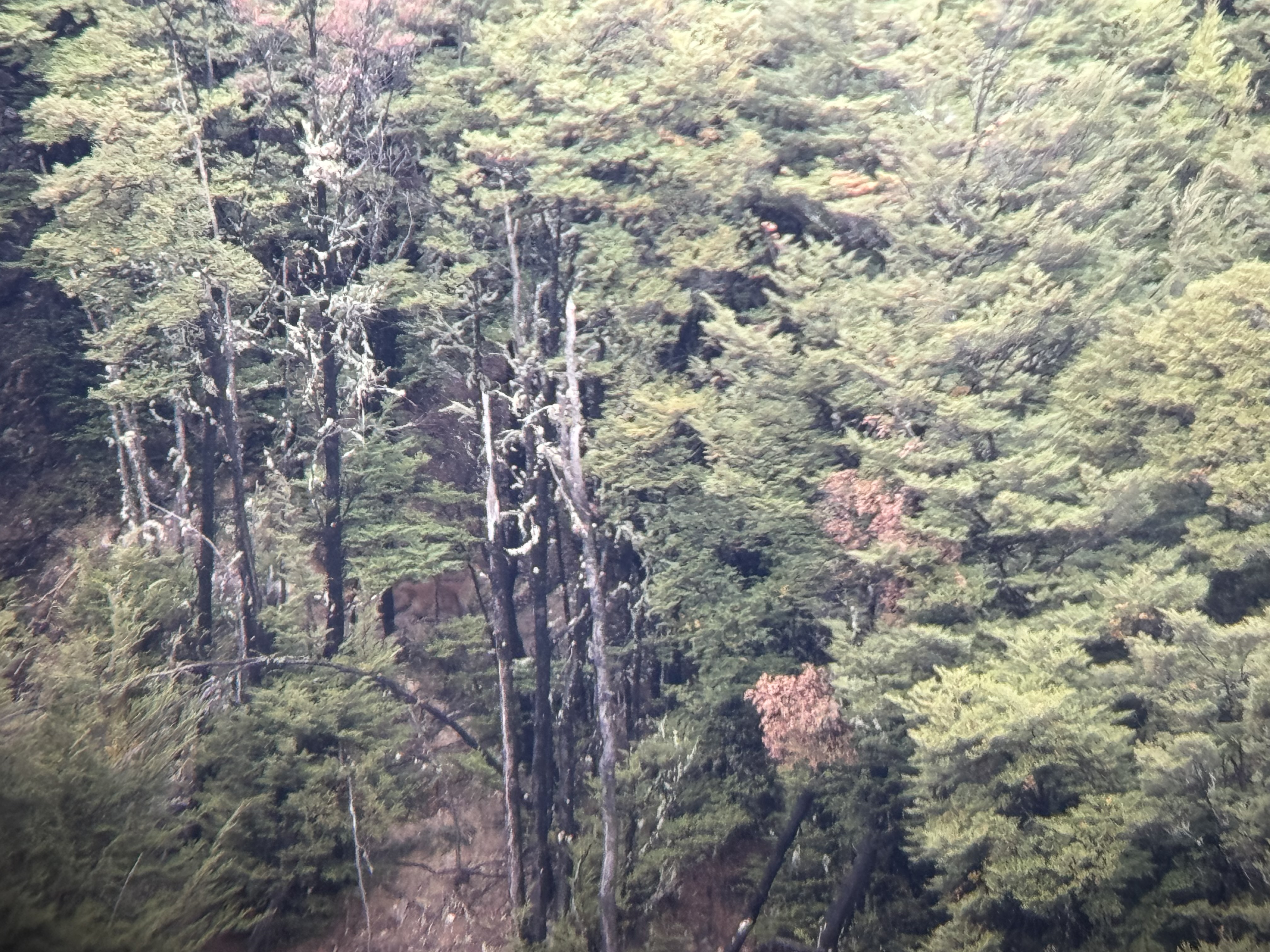 Name:  IMG_7585.jpeg
Views: 77
Size:  2.91 MB