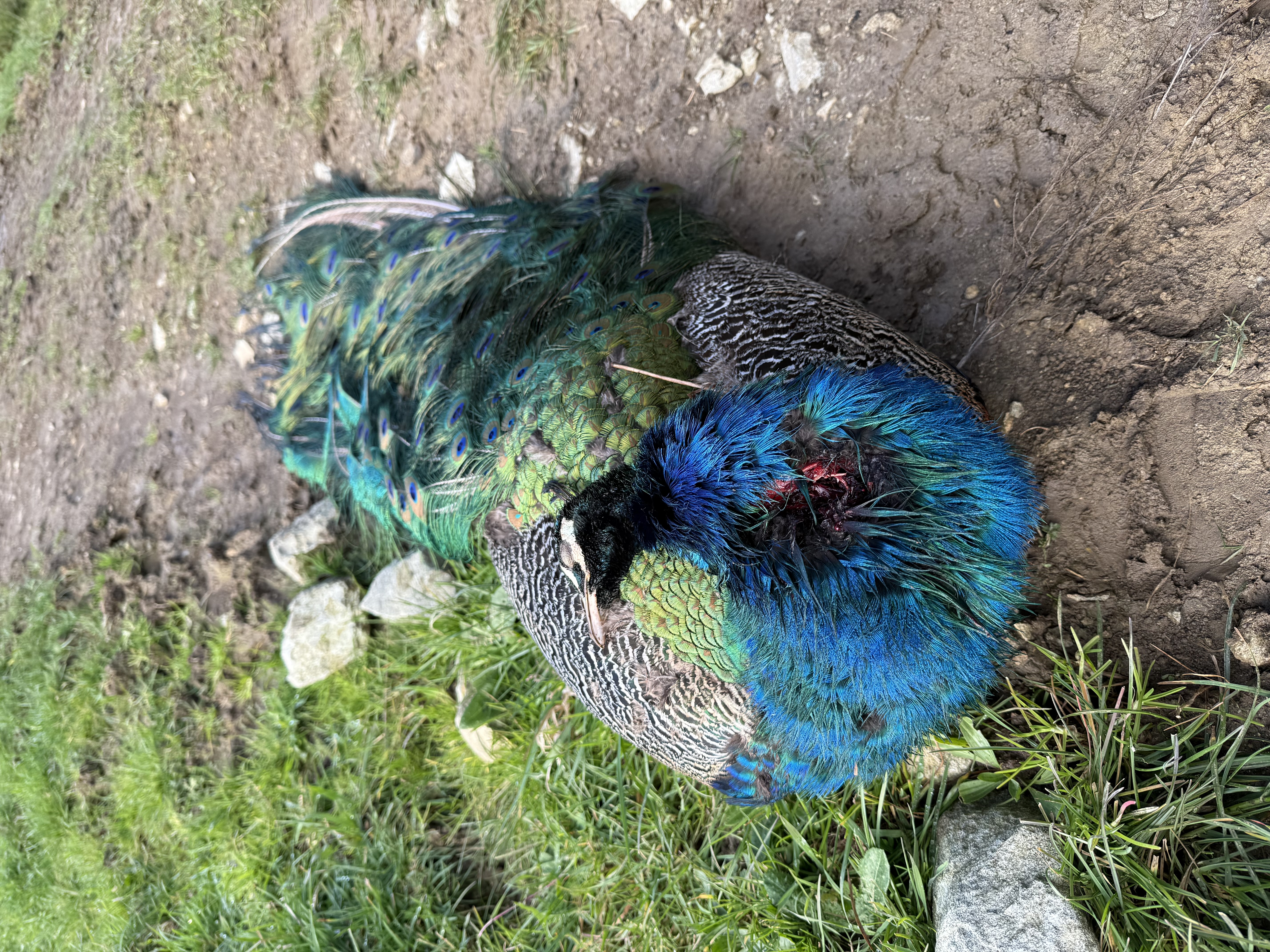 Name:  IMG_0383.jpeg
Views: 516
Size:  7.22 MB