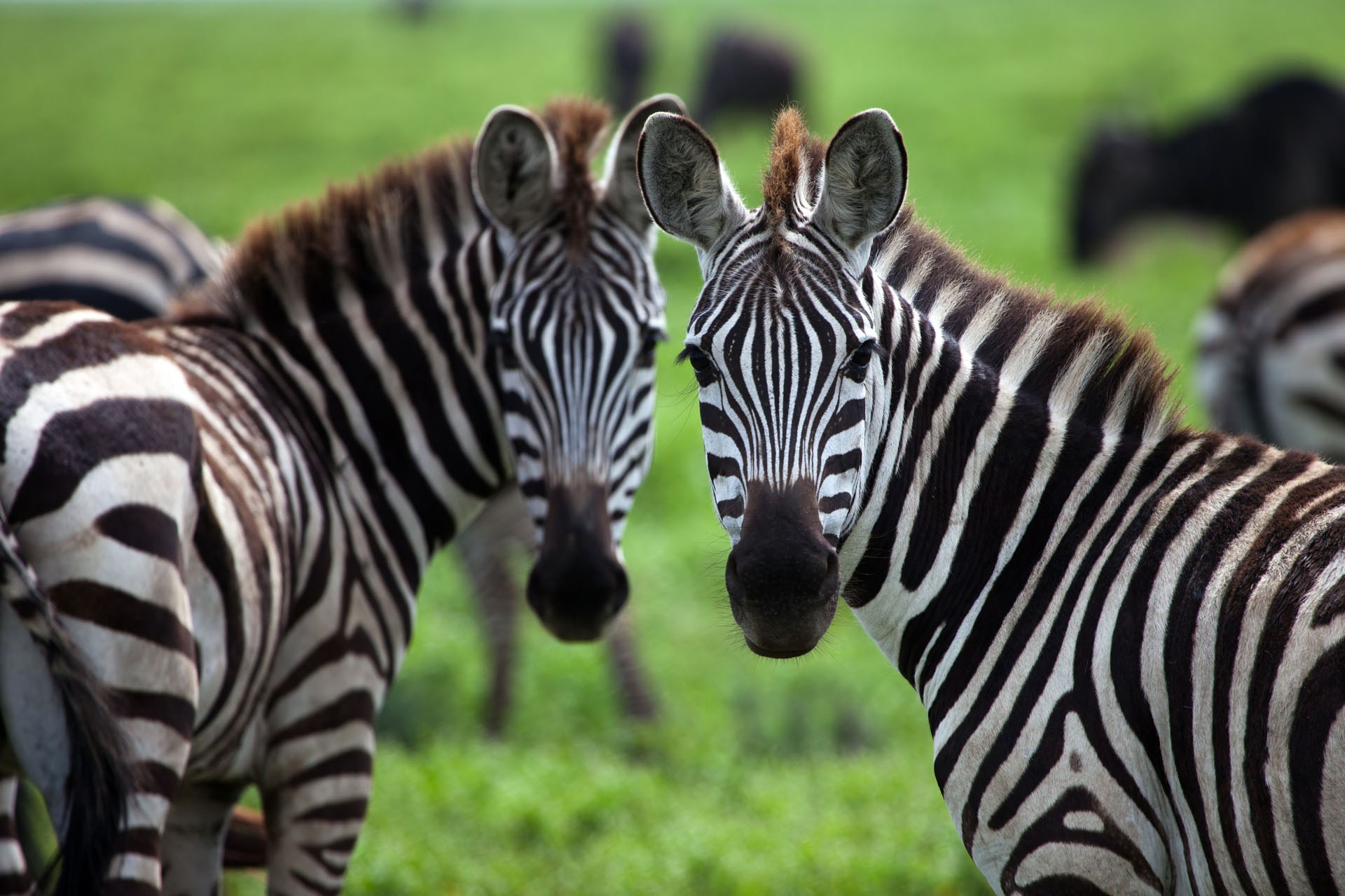 Name:  zebra-migration.jpg
Views: 760
Size:  372.0 KB