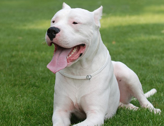 Name:  dogo_argentino_1.jpg
Views: 728
Size:  153.4 KB