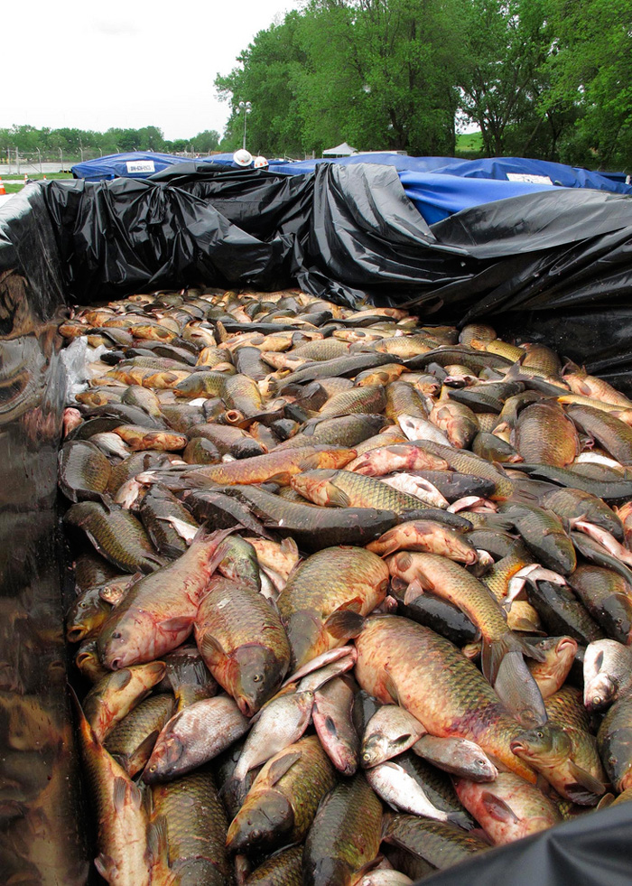 Name:  asiancarp3.jpg
Views: 638
Size:  397.1 KB