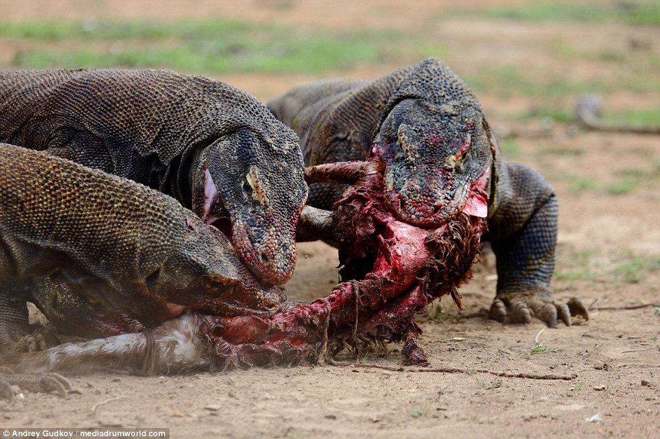 Name:  komodo.jpg
Views: 192
Size:  194.9 KB