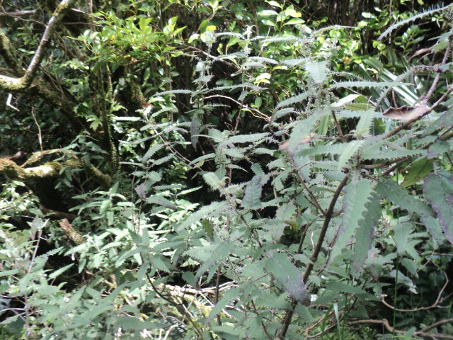 Name:  picture 01 2240.jpg
Views: 627
Size:  162.1 KB