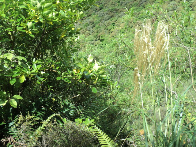 Name:  picture 01 2241.jpg
Views: 619
Size:  164.6 KB